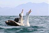Antipodean Albatrossborder=